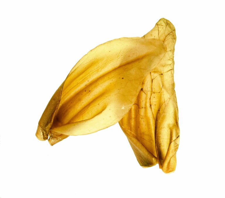 Nature's Own Beef Ear - each