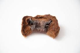 Cow Snout - Each