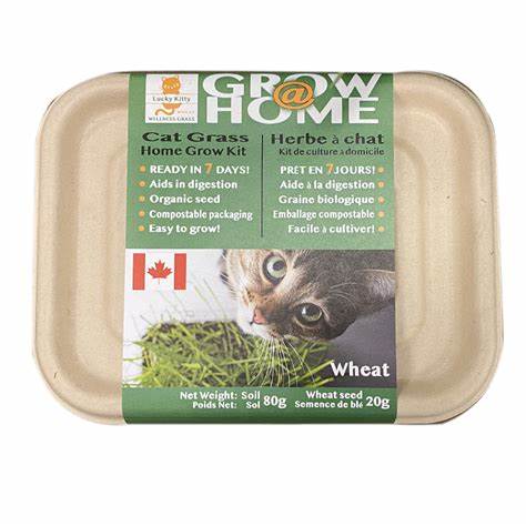 Grow at Home Cat Grass Kit - 80g